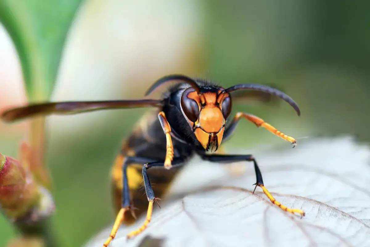 Destruction de frelons asiatiques