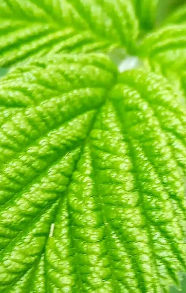 Arrière plan ovale feuilles