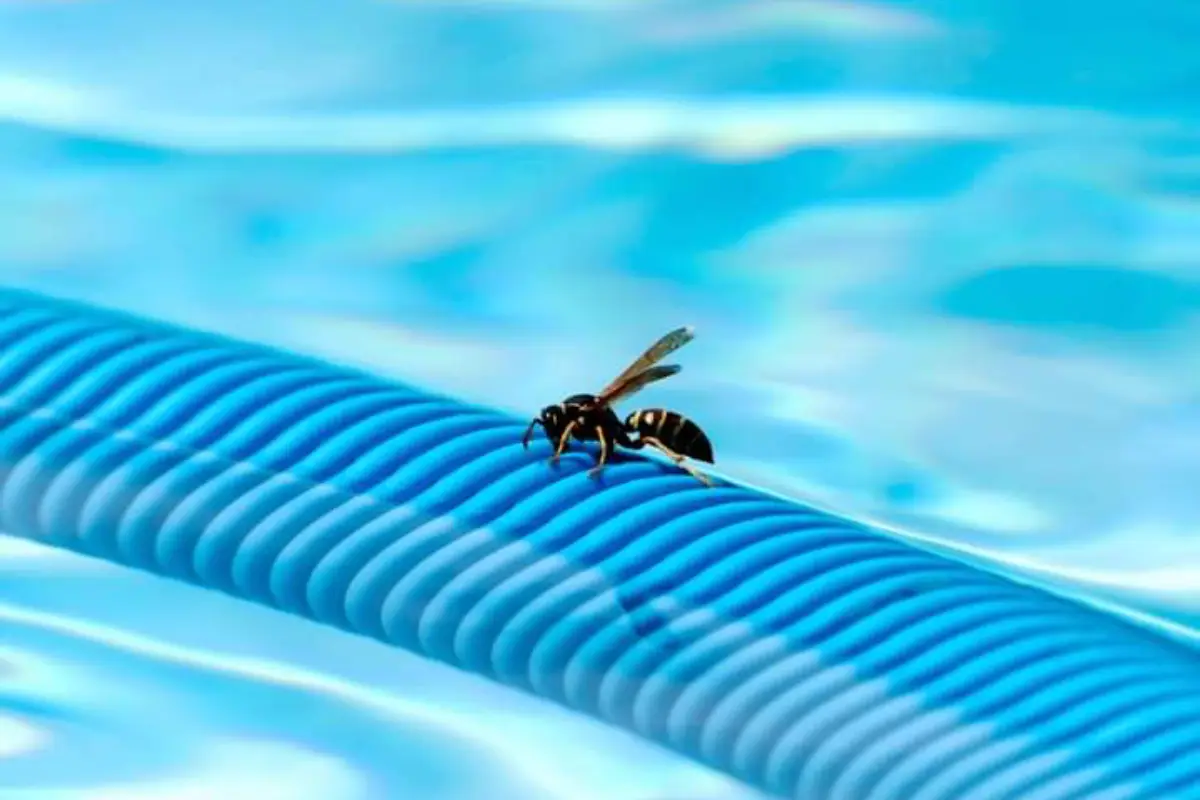 Traitement résidentiel pour éliminer les nids de guêpes et frelons dans les jardins et maisons à Mérignac, sécurité pour enfants et animaux