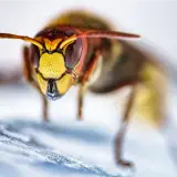 Frelon européen gros plan