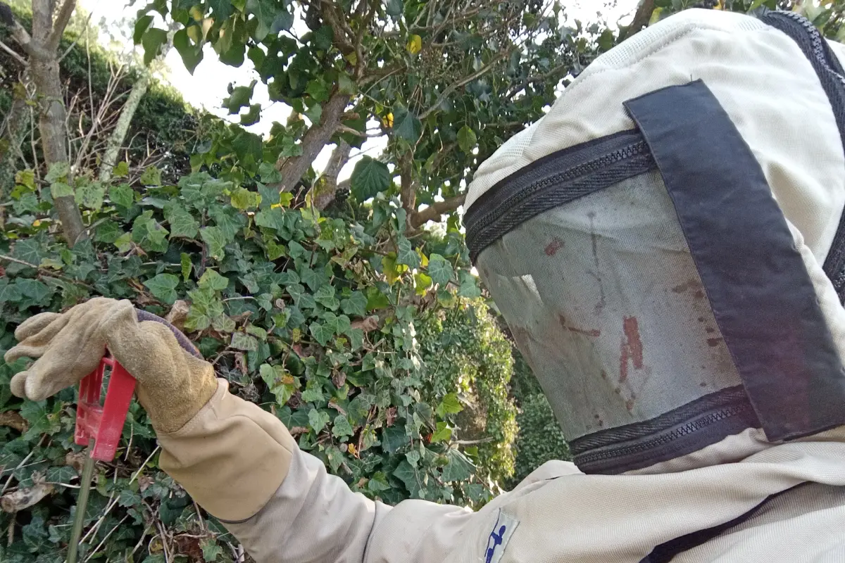 Élimination rapide de guêpes et frelons autour de votre maison