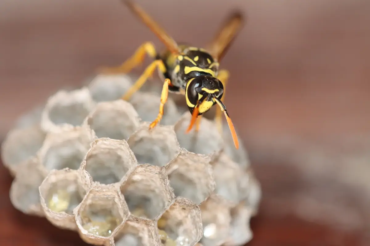 Se débarrasser d’un nid de guêpes sans risque pour les enfants