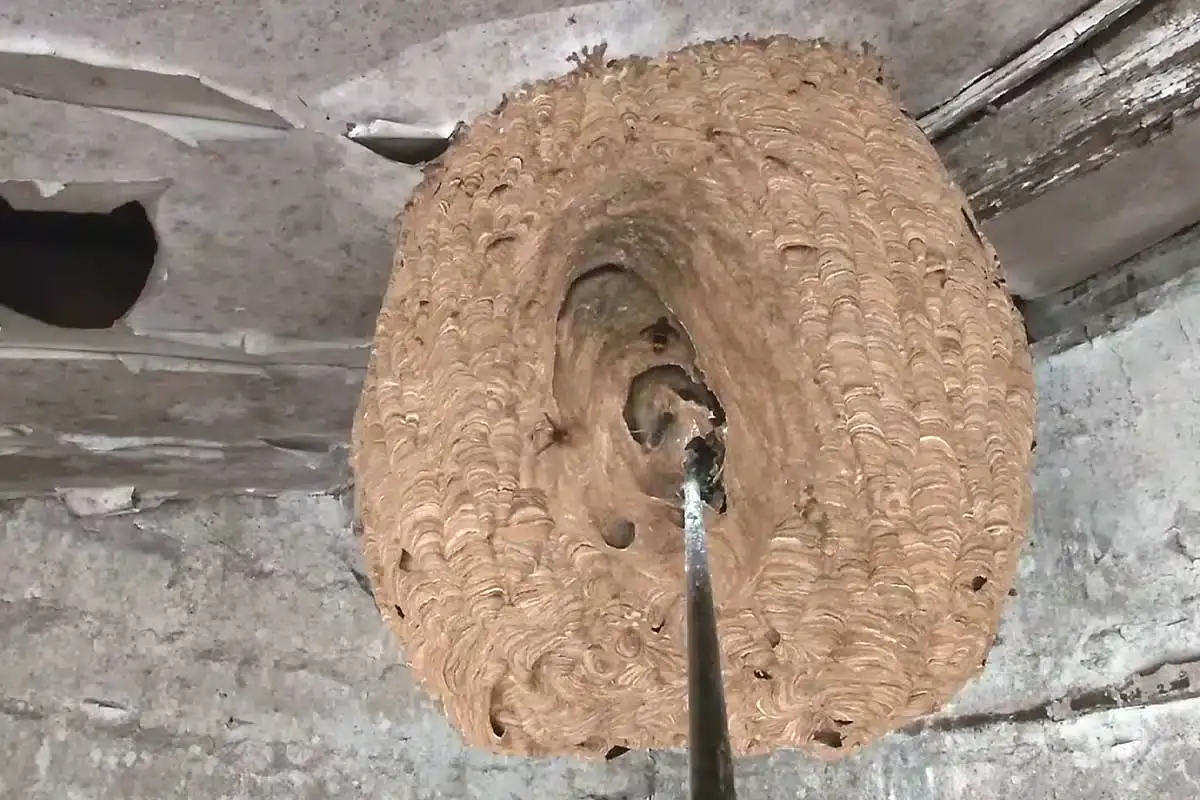 Destruction de nids de frelons asiatiques écologiques