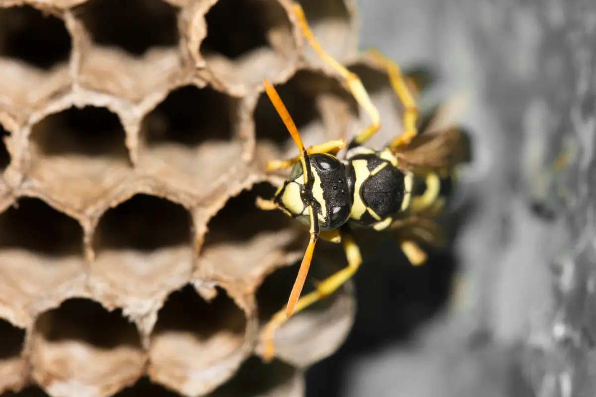 Destruction de nids de guêpes