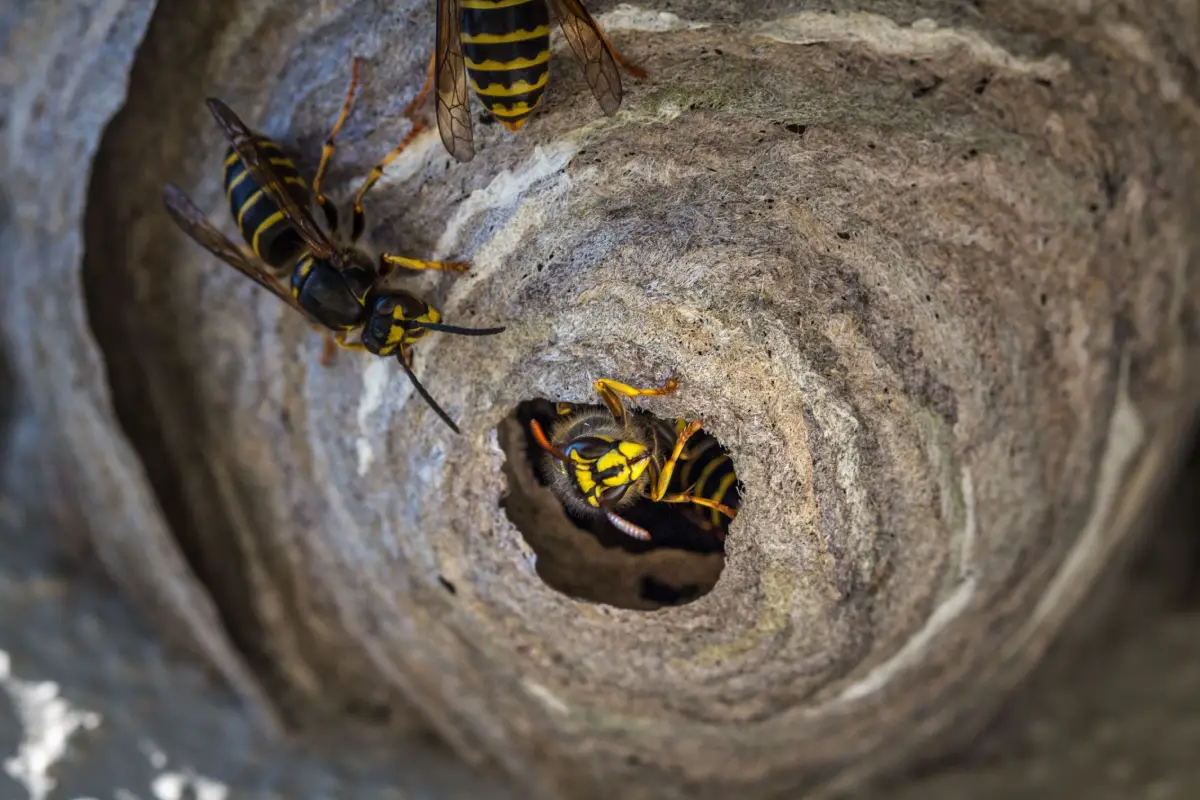 Destruction professionnelle d’un nid de guêpes à Mérignac