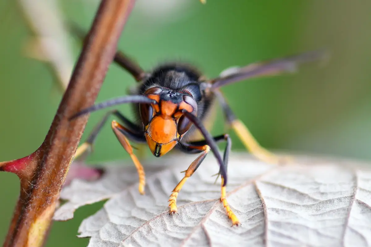 Destruction sécurisée d’un nid de frelon asiatique à Mérignac