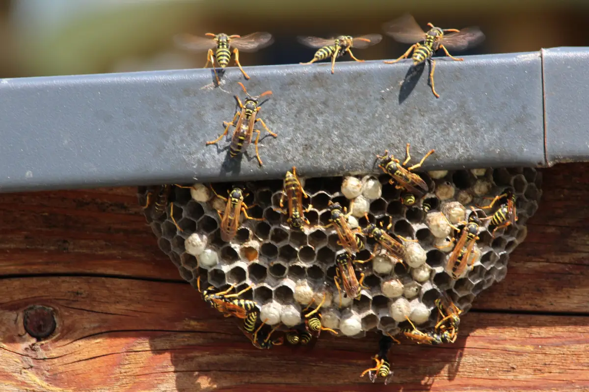 Destruction de nid de guêpes sécurisé pour les animaux et les humains