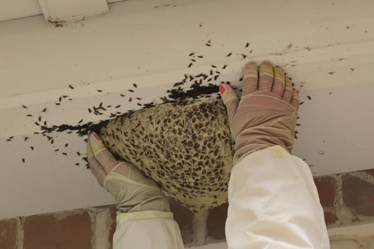 Détruire un nid de guêpes dans le toit