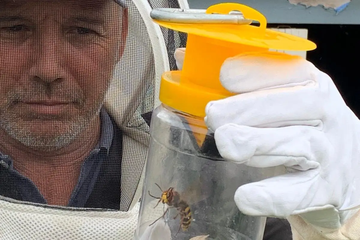 Comment effectuer un diagnostic avant de traiter un nid de frelon à proximité de Mérignac ?