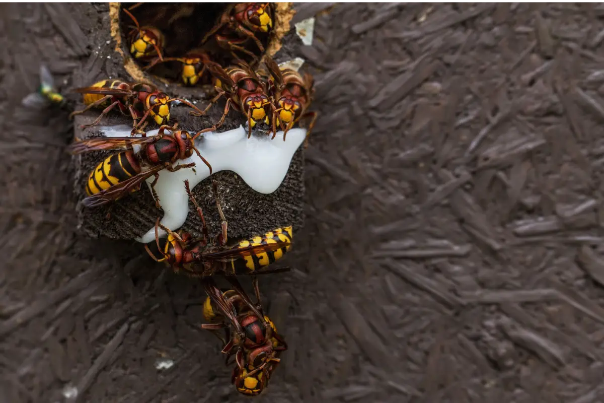 Intervention professionnelle pour un frelon européen à Mérignac