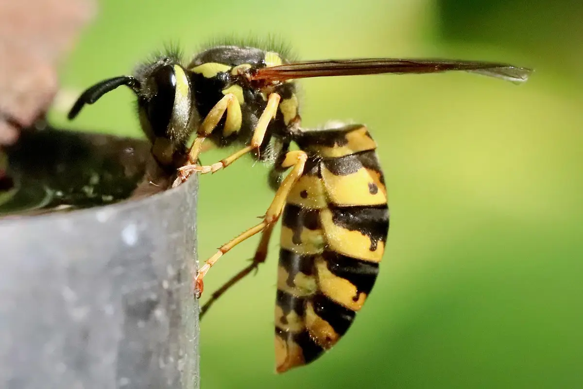 Destruction rapide de nids de frelons ou de guêpes
