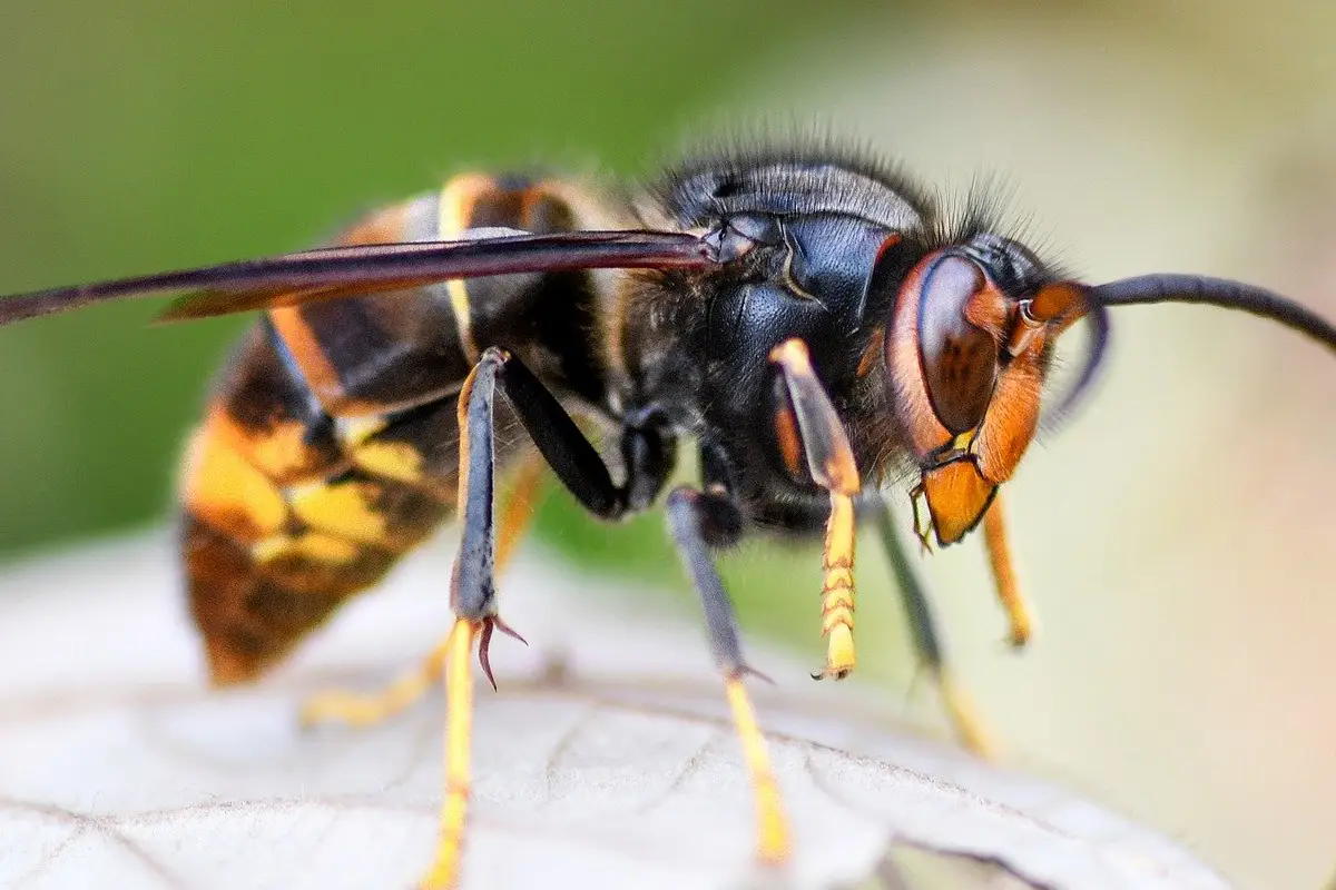 Lutte contre le frelon asiatique en milieu urbain à Mérignac