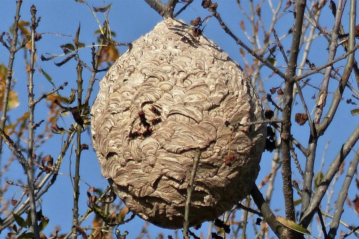 Nid de frelon asiatique observé dans un arbre urbain à Mérignac