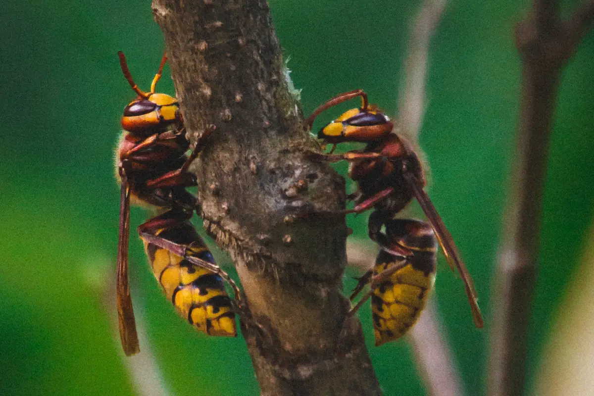 Nid de frelon européen détecté dans un arbre à Mérignac