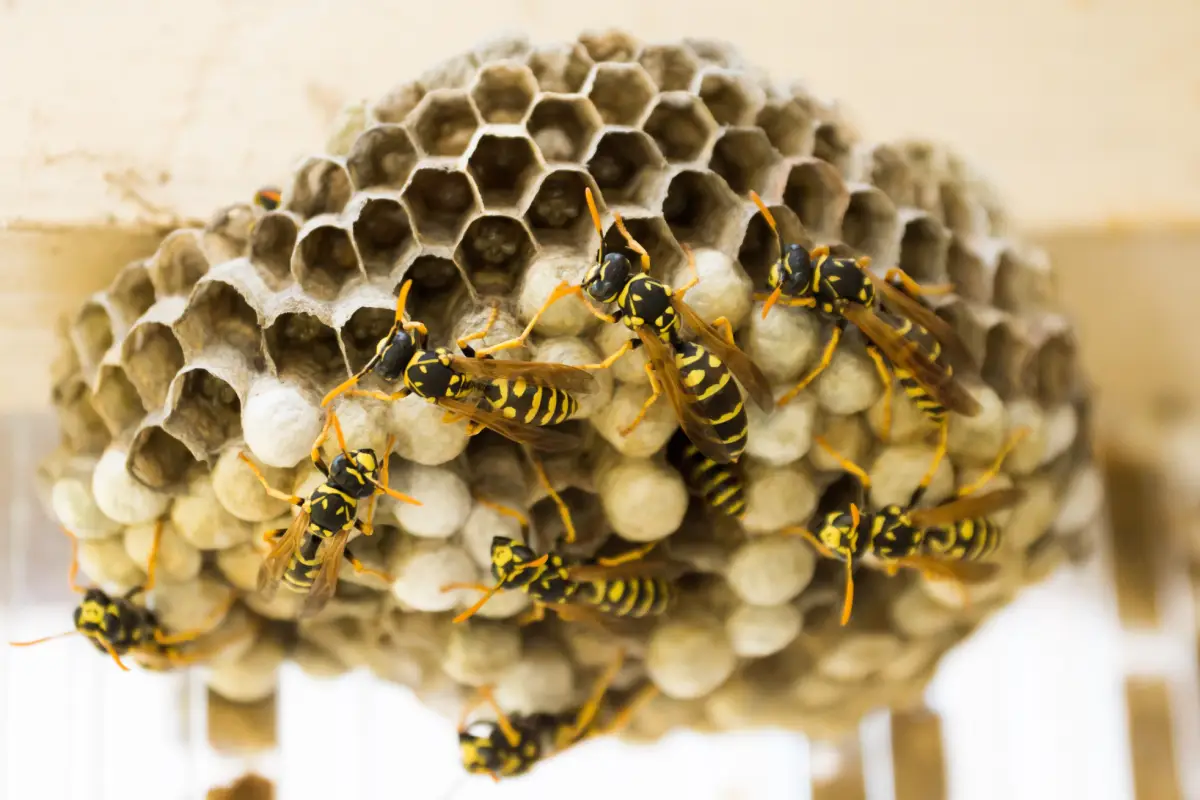 Nid de guêpes détecté près d’une terrasse de maison à Mérignac
