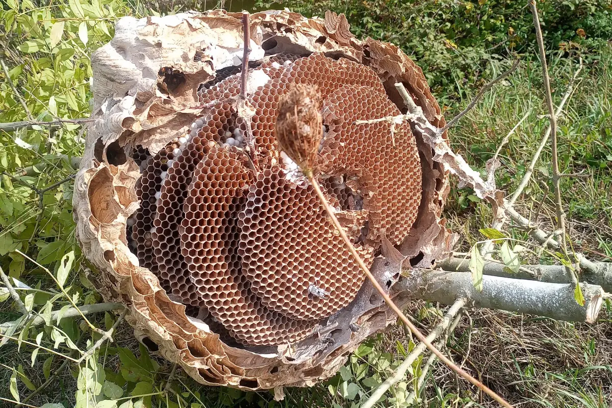 Intervention d'urgence pour retirer des nids de guêpes à Mérignac