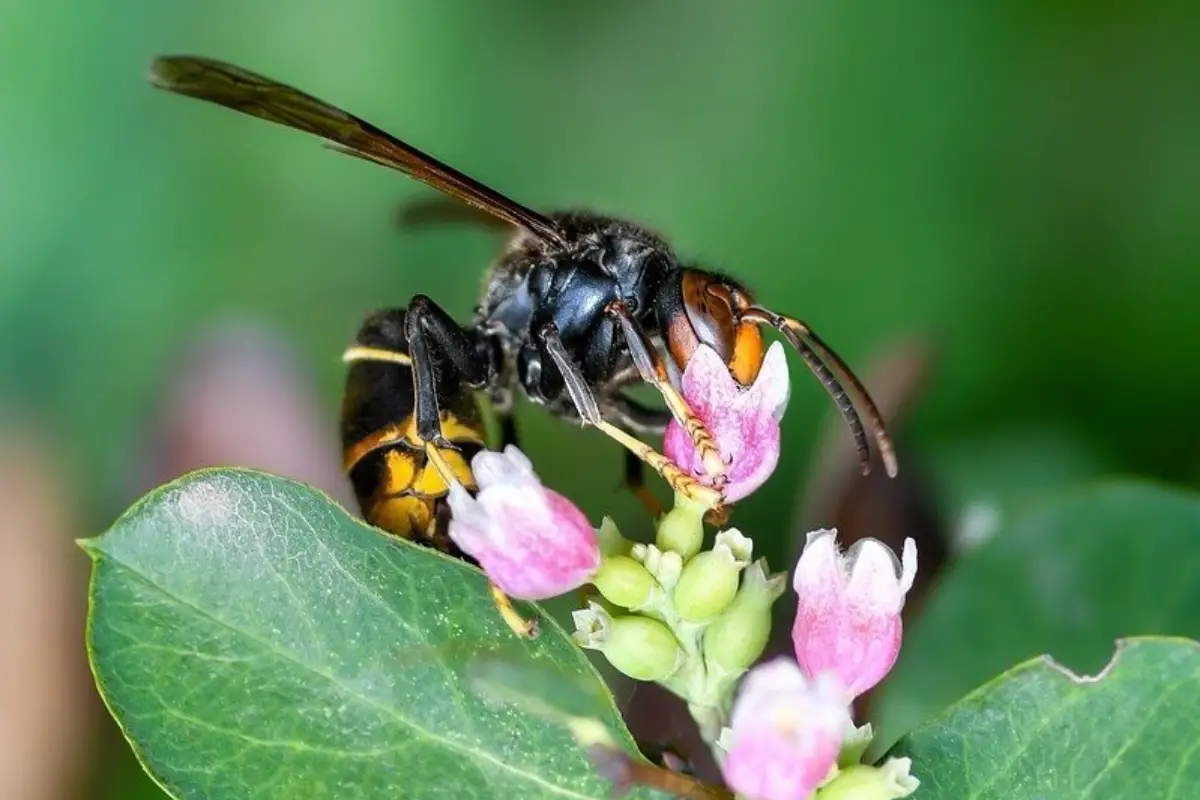 Destruction de nids de frelons asiatiques