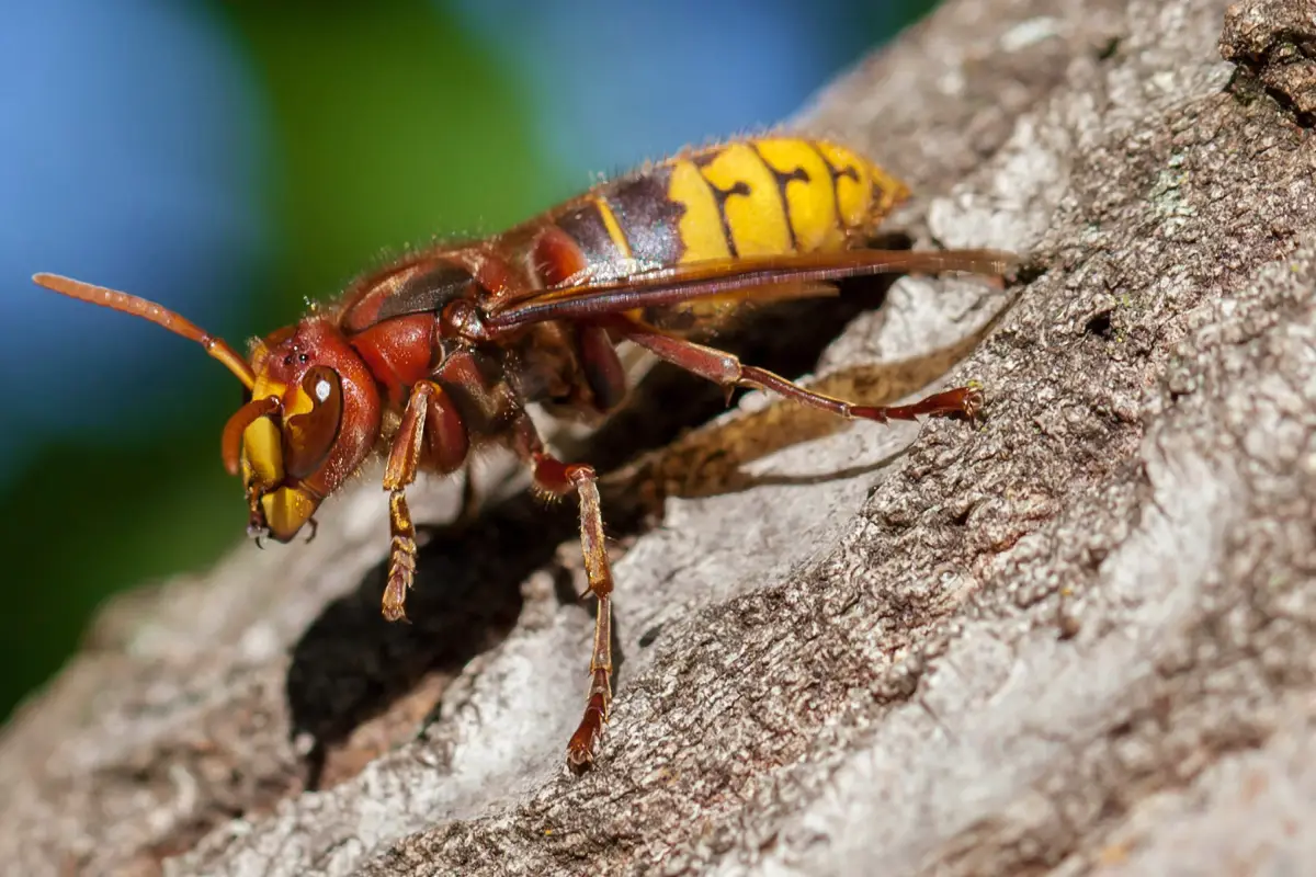 Observation d’un frelon européen dans un jardin résidentiel à Mérignac