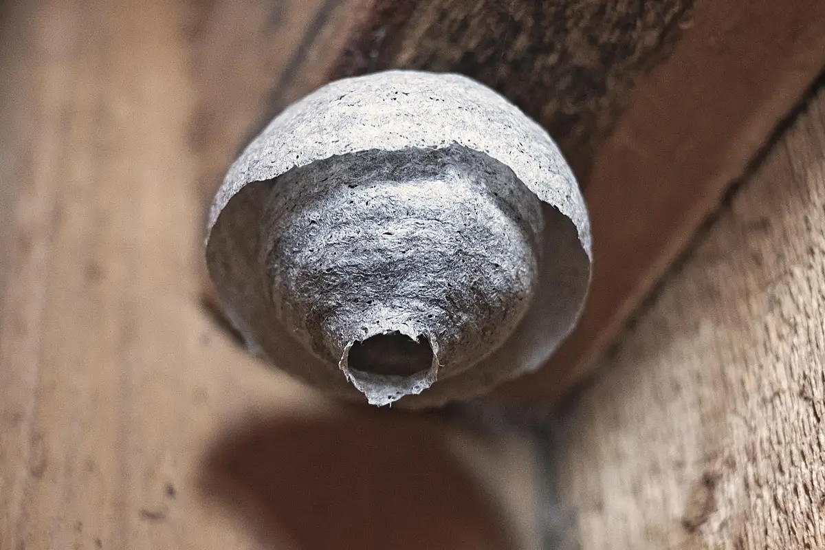 Présence d’un frelon asiatique dans un jardin particulier à Mérignac