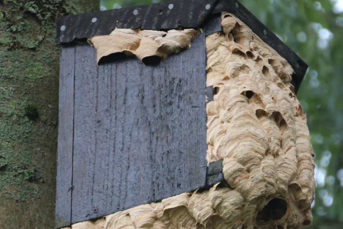 Présence d’un frelon européen près d’une habitation urbaine à Mérignac