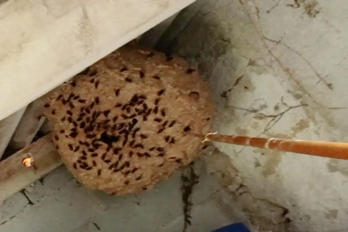 Professionnel certifié pour éliminer rapidement les frelons asiatiques autour de ma maison à Mérignac