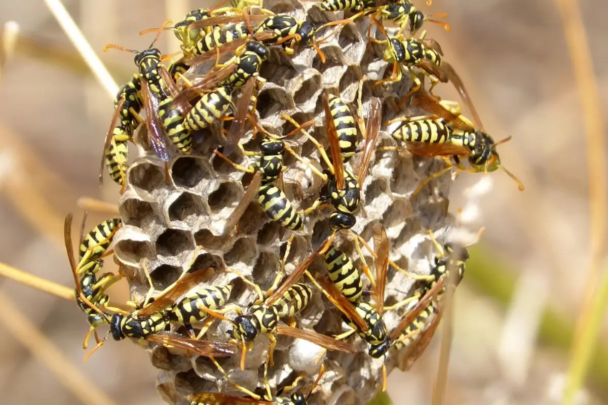 Prolifération des guêpes en période estivale à Mérignac